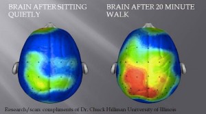Active brain vs sedentary